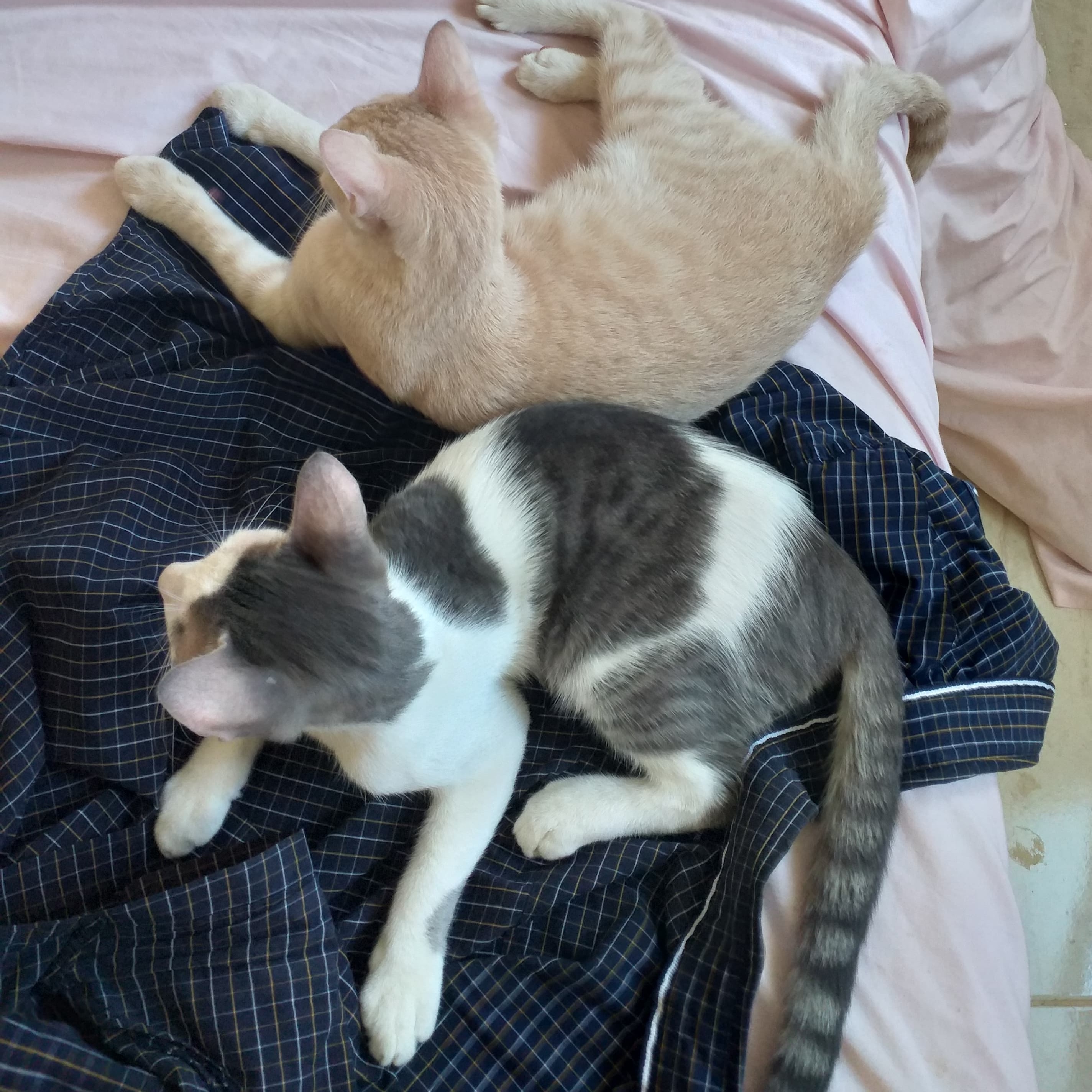 Enlarge Milo, a Adoptable mixed breed in Brampton, ON image 4/6