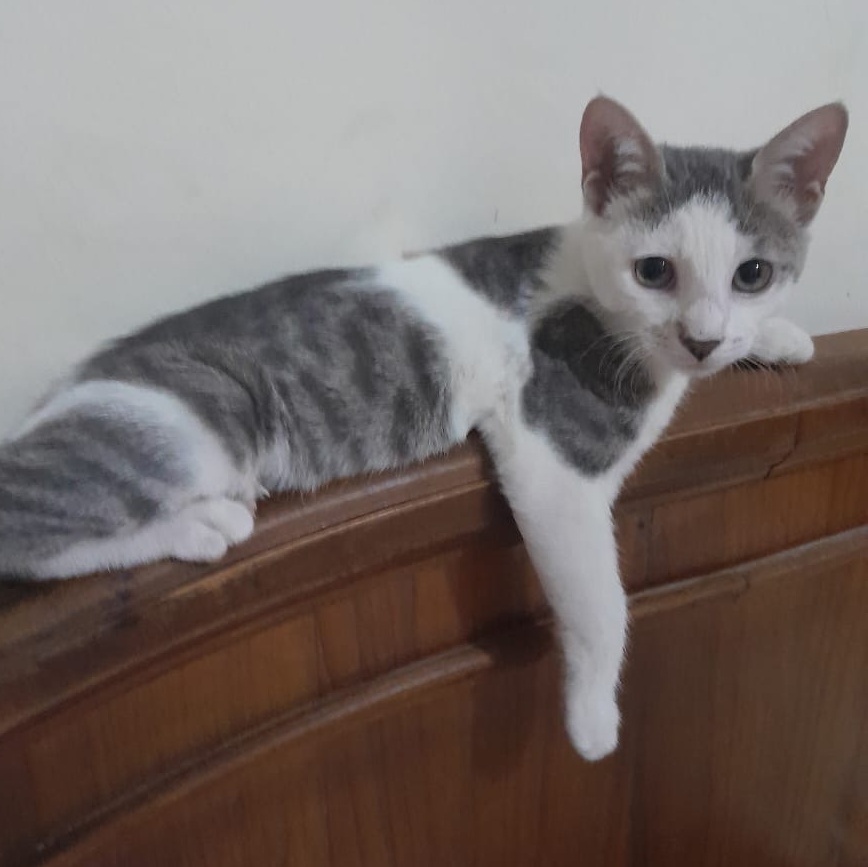 Milo, Young Male Turkish Van