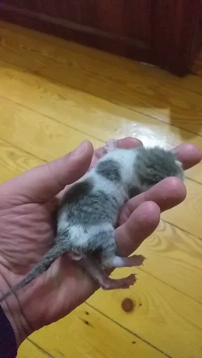 Enlarge Milo, a Adoptable mixed breed in Brampton, ON video 2/6