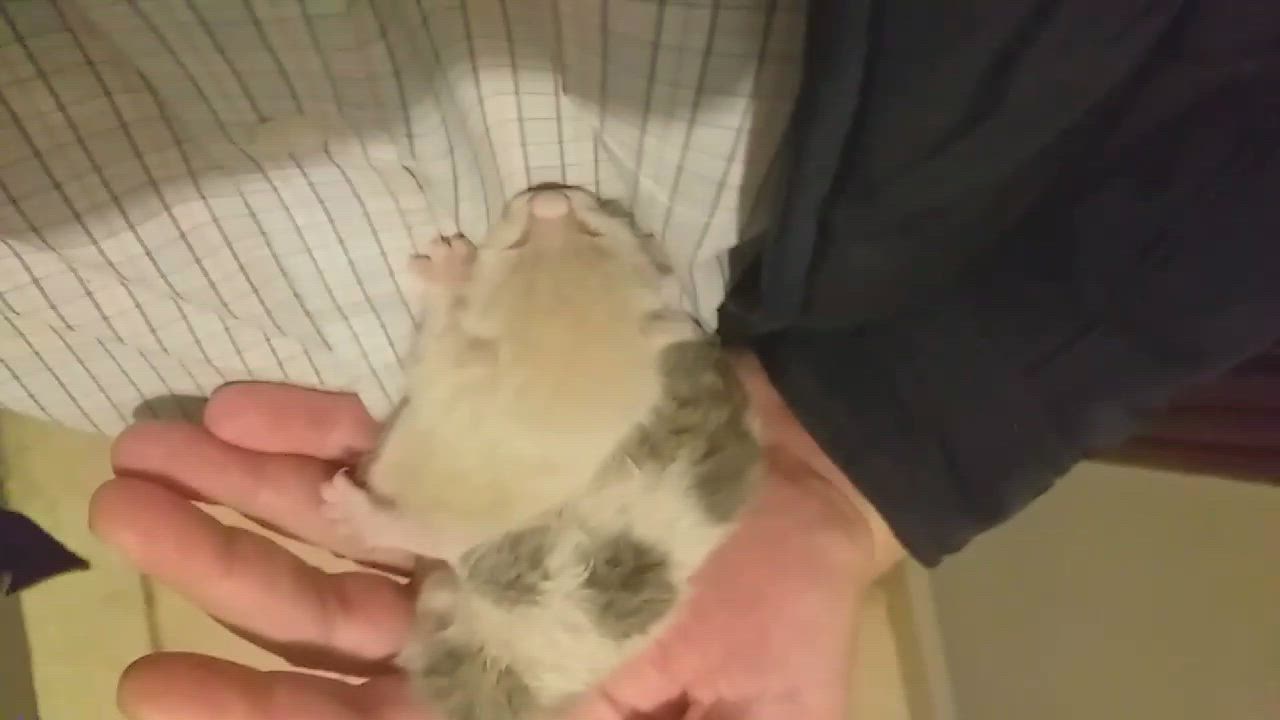 Enlarge Milo, a Adoptable mixed breed in Brampton, ON video 5/6