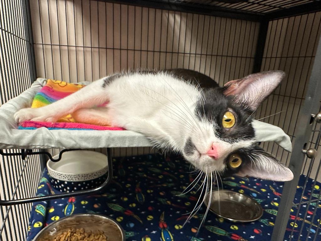 Jade, Adoptable, Young Female Domestic Short Hair.