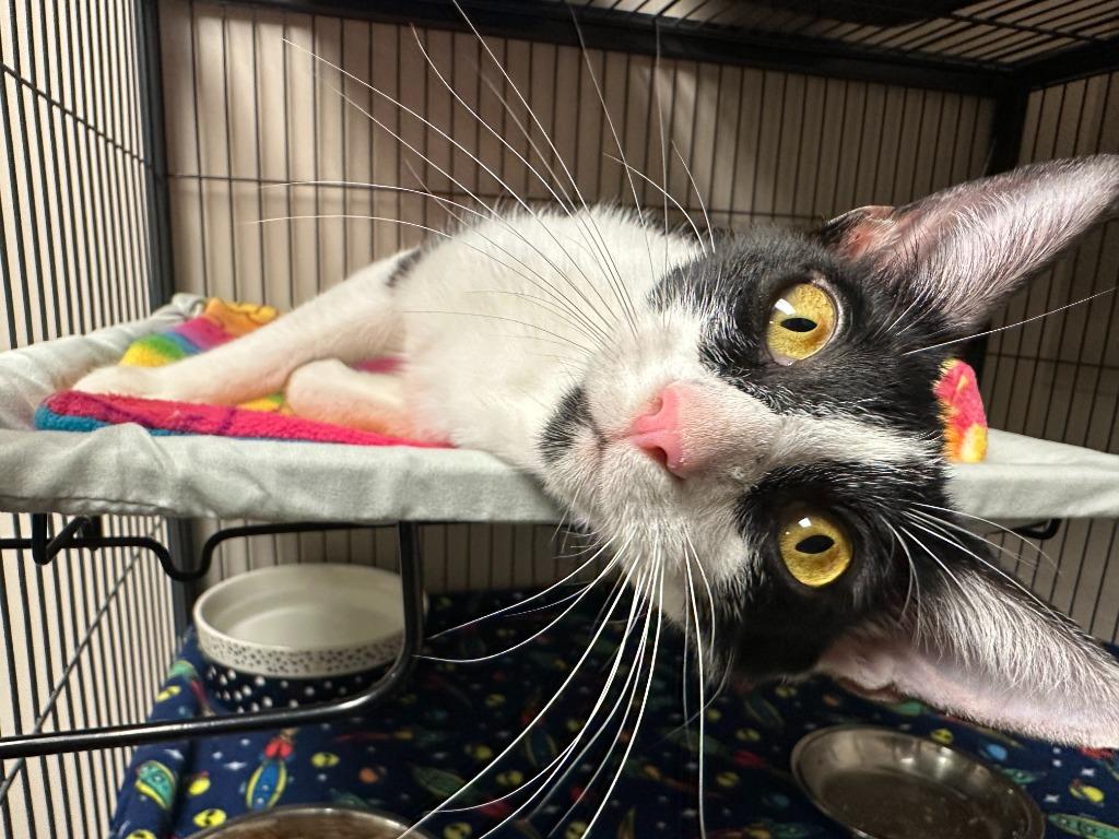 Enlarge Jade, a Adoptable mixed breed in Blountville, TN image 2/3