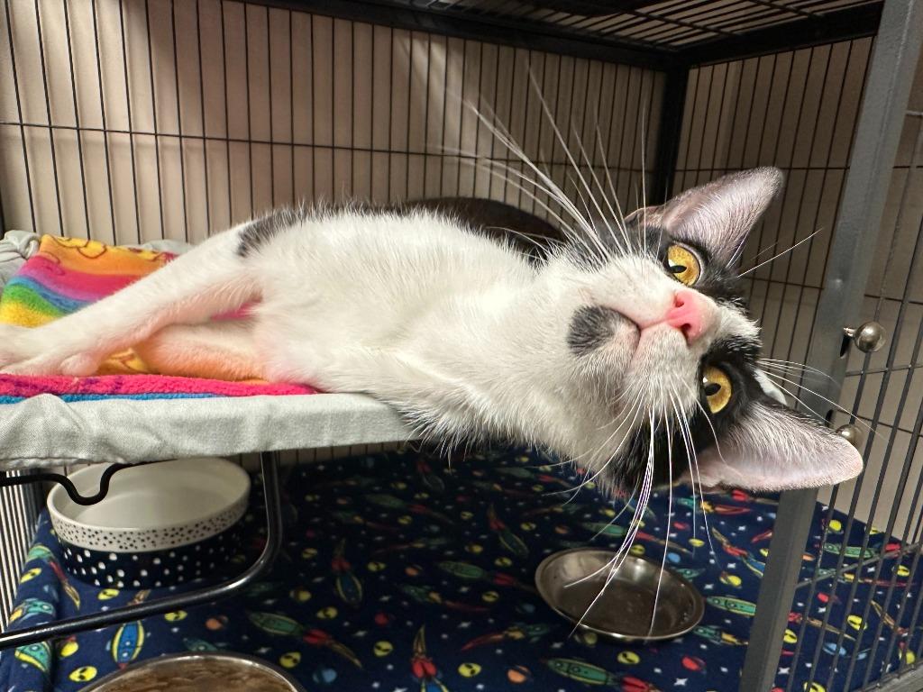 Enlarge Jade, a Adoptable mixed breed in Blountville, TN image 3/3