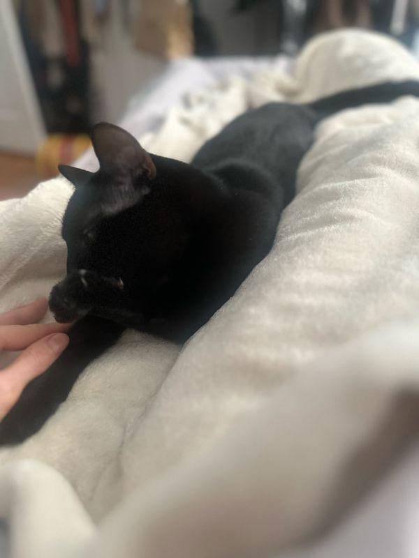 Cher, Adoptable, Young Female Domestic Short Hair.