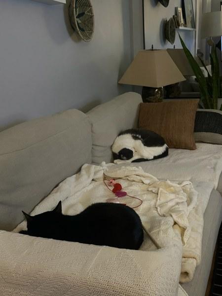 Enlarge Cher, a Adoptable mixed breed in New York, NY image 2/6