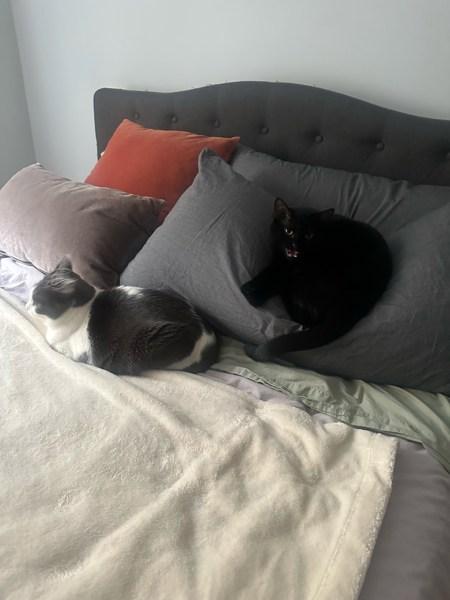 Enlarge Cher, a Adoptable mixed breed in New York, NY image 3/6