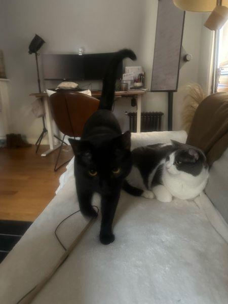 Enlarge Cher, a Adoptable mixed breed in New York, NY image 6/6