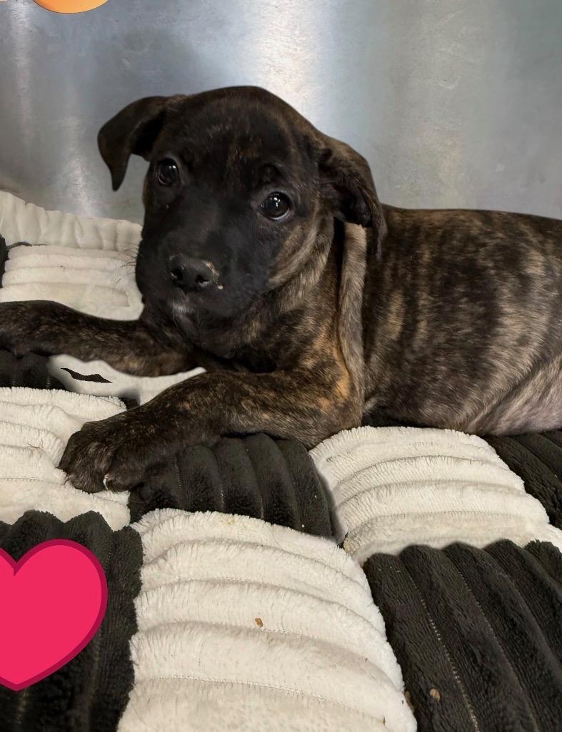 Banger, Adoptable, Puppy Female Dutch Shepherd.