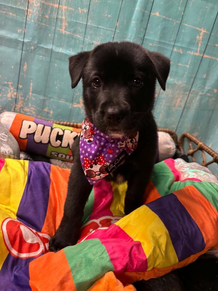 Kit Kat, Adoptable, Puppy Female Mixed Breed.