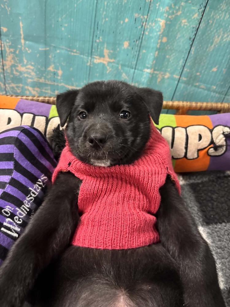 Enlarge Kit Kat, a Adoptable mixed breed in Dorr, MI image 2/6