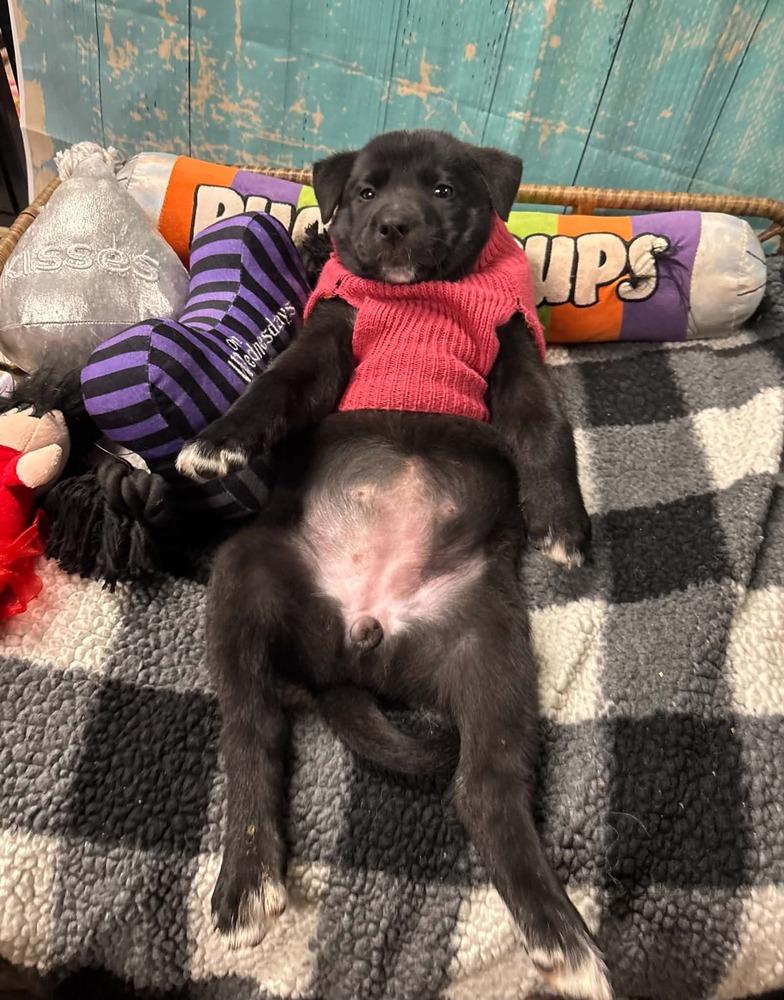 Enlarge Kit Kat, a Adoptable mixed breed in Dorr, MI image 3/6