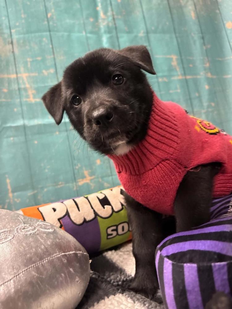 Enlarge Kit Kat, a Adoptable mixed breed in Dorr, MI image 4/6