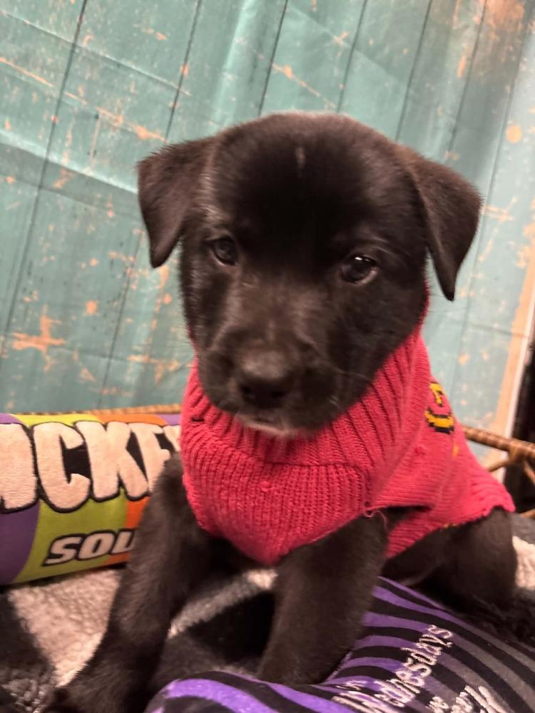 Enlarge Kit Kat, a Adoptable mixed breed in Dorr, MI image 5/6