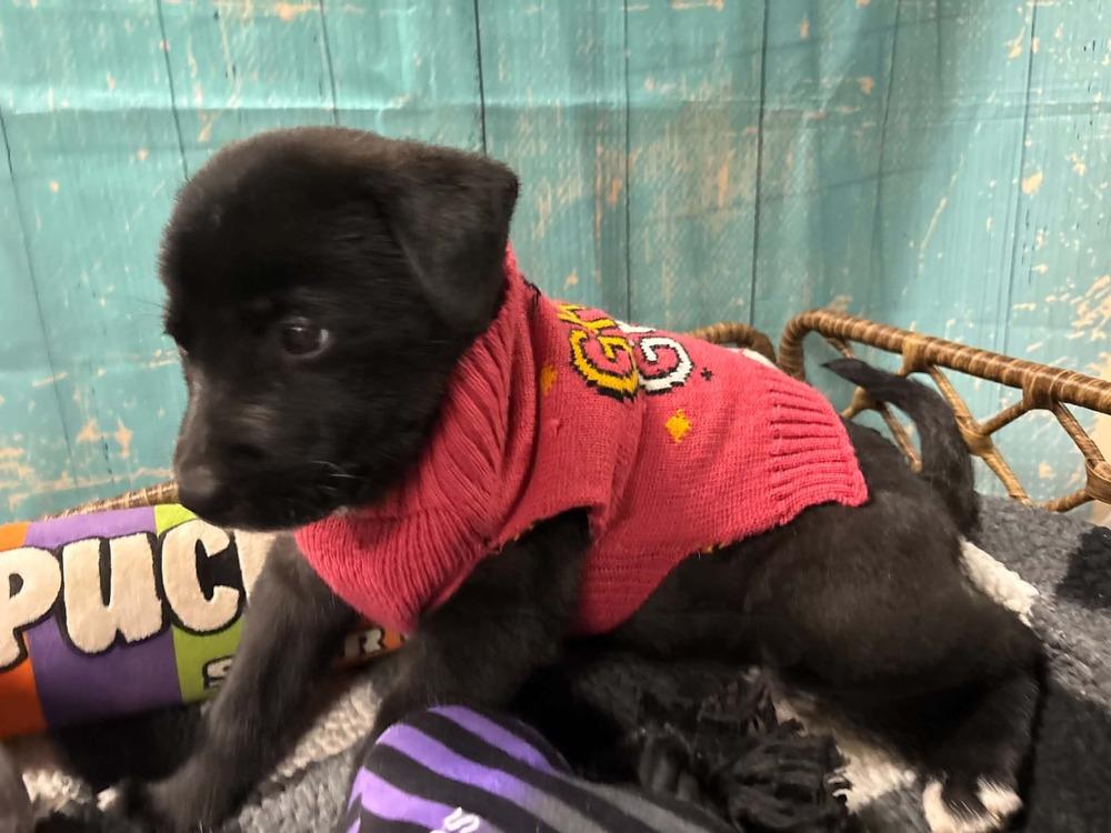 Enlarge Kit Kat, a Adoptable mixed breed in Dorr, MI image 6/6