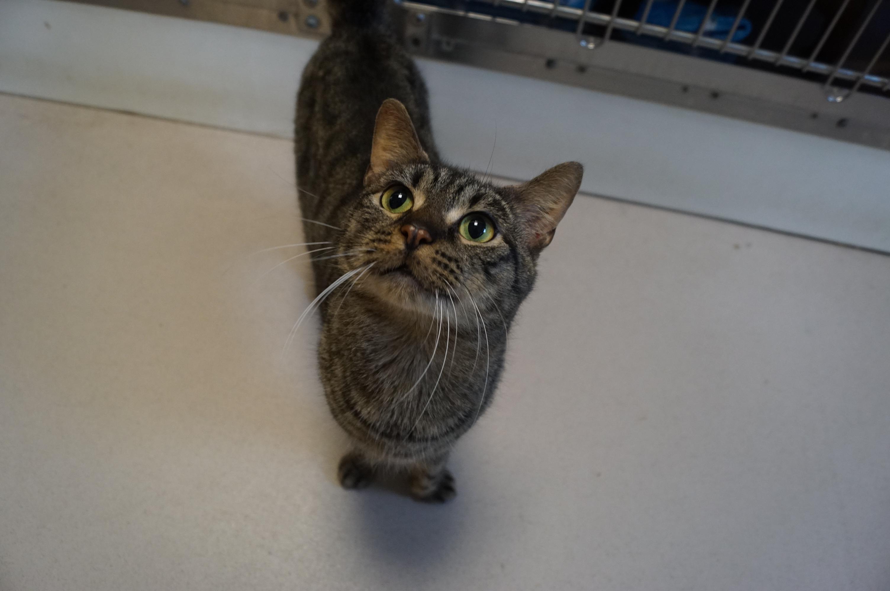 Enlarge Poncho, a Adoptable Tabby in New Milford, CT image 4/6