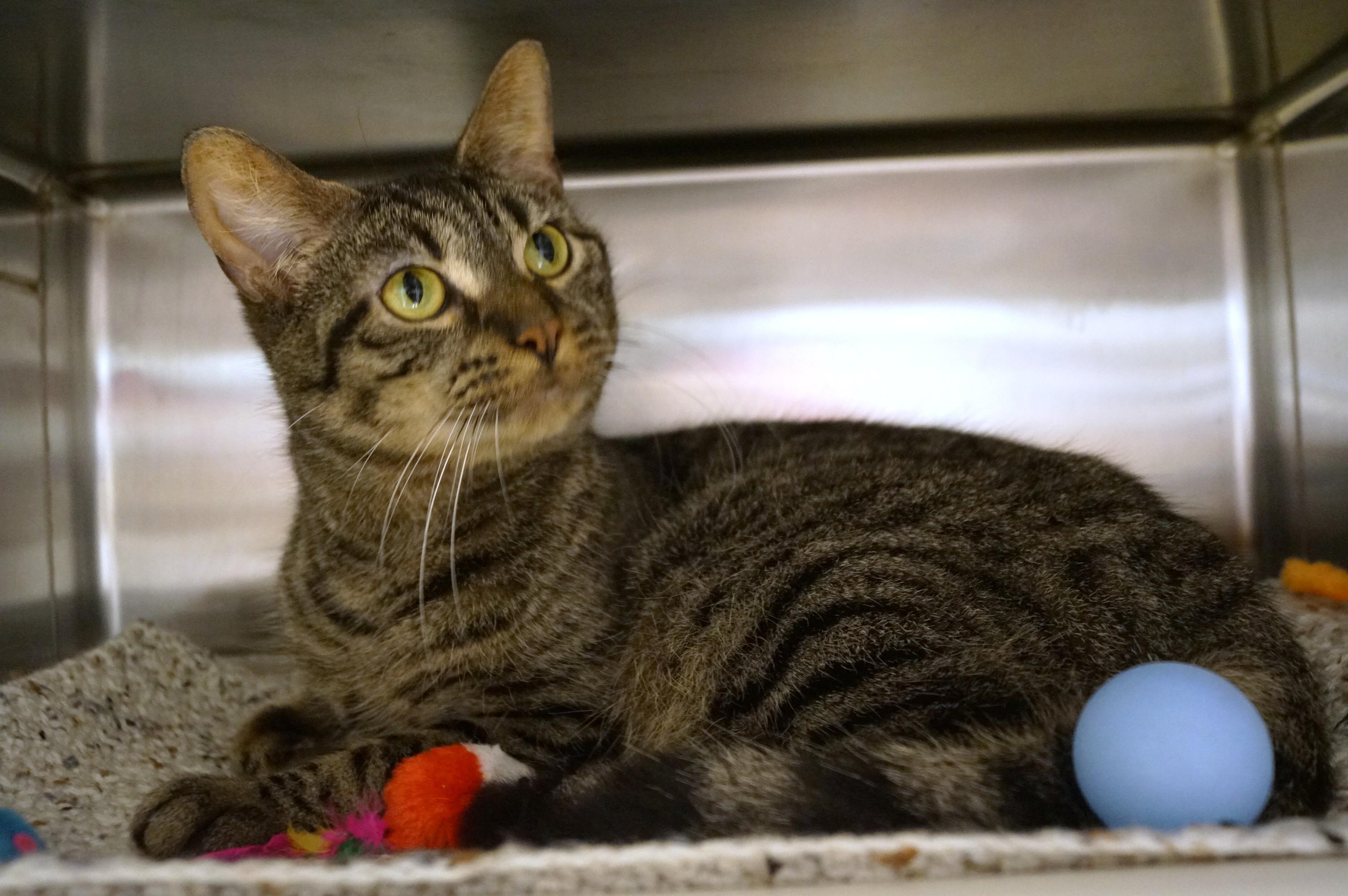 Enlarge Poncho, a Adoptable Tabby in New Milford, CT image 2/6