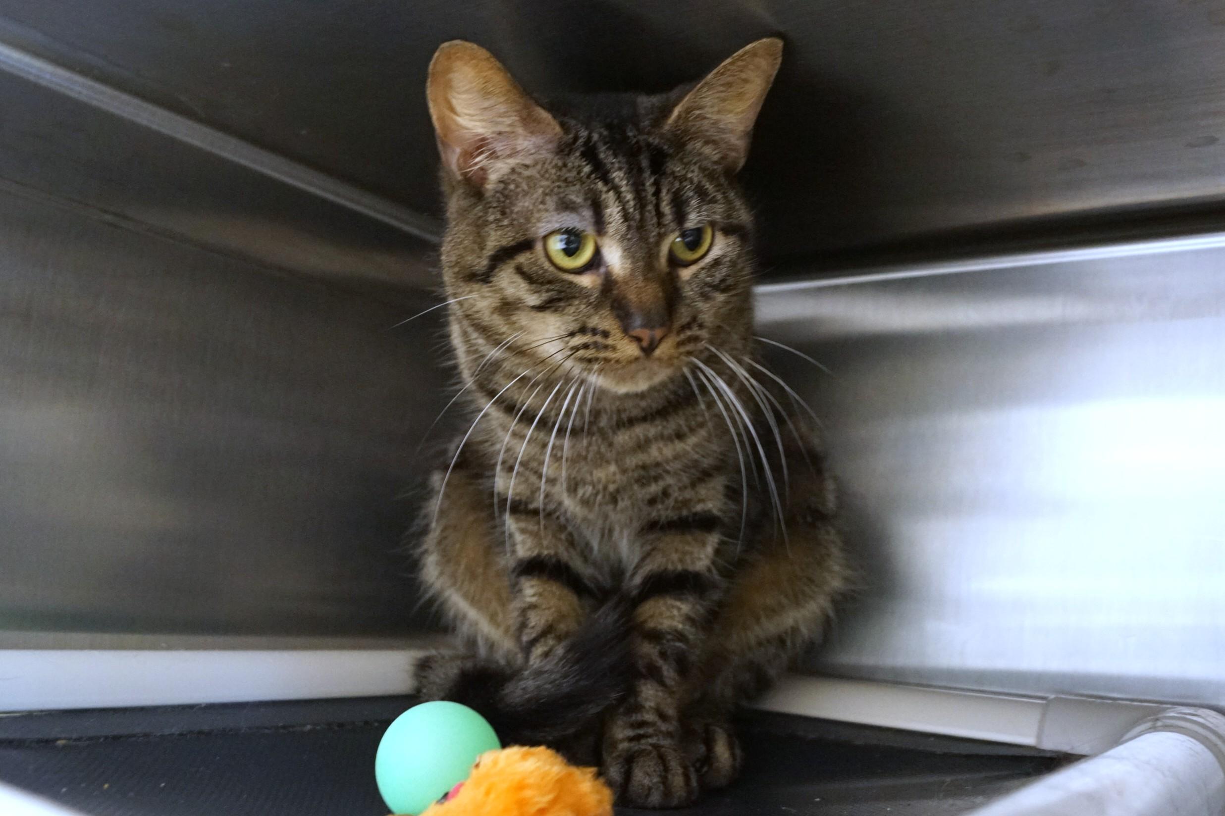 Enlarge Poncho, a Adoptable Tabby in New Milford, CT image 5/6