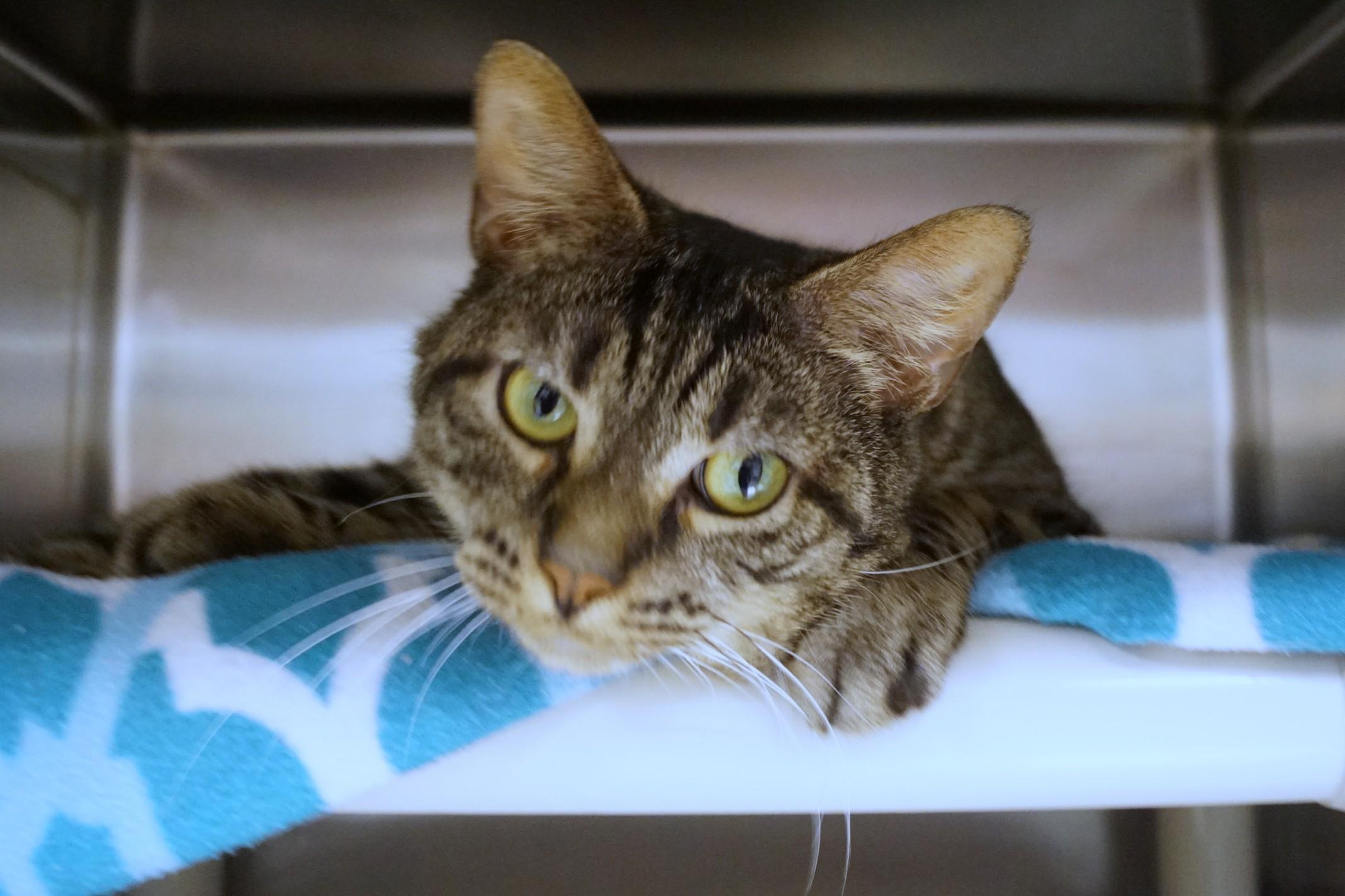 Poncho, Adoptable, Adult Male Tabby.