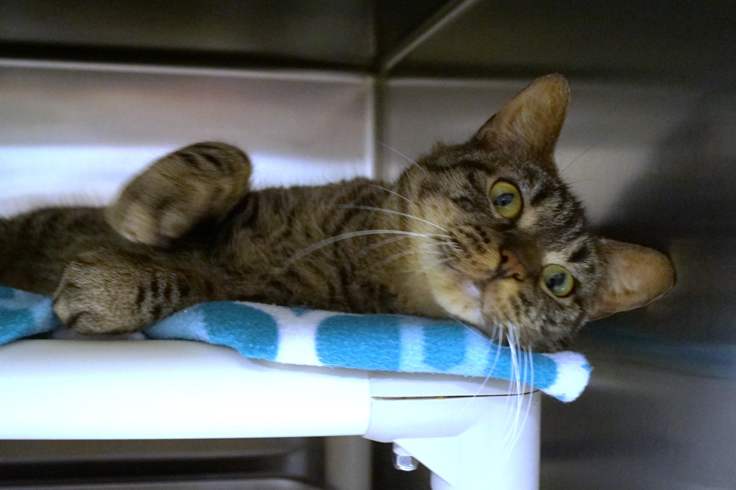 Enlarge Poncho, a Adoptable Tabby in New Milford, CT image 3/6