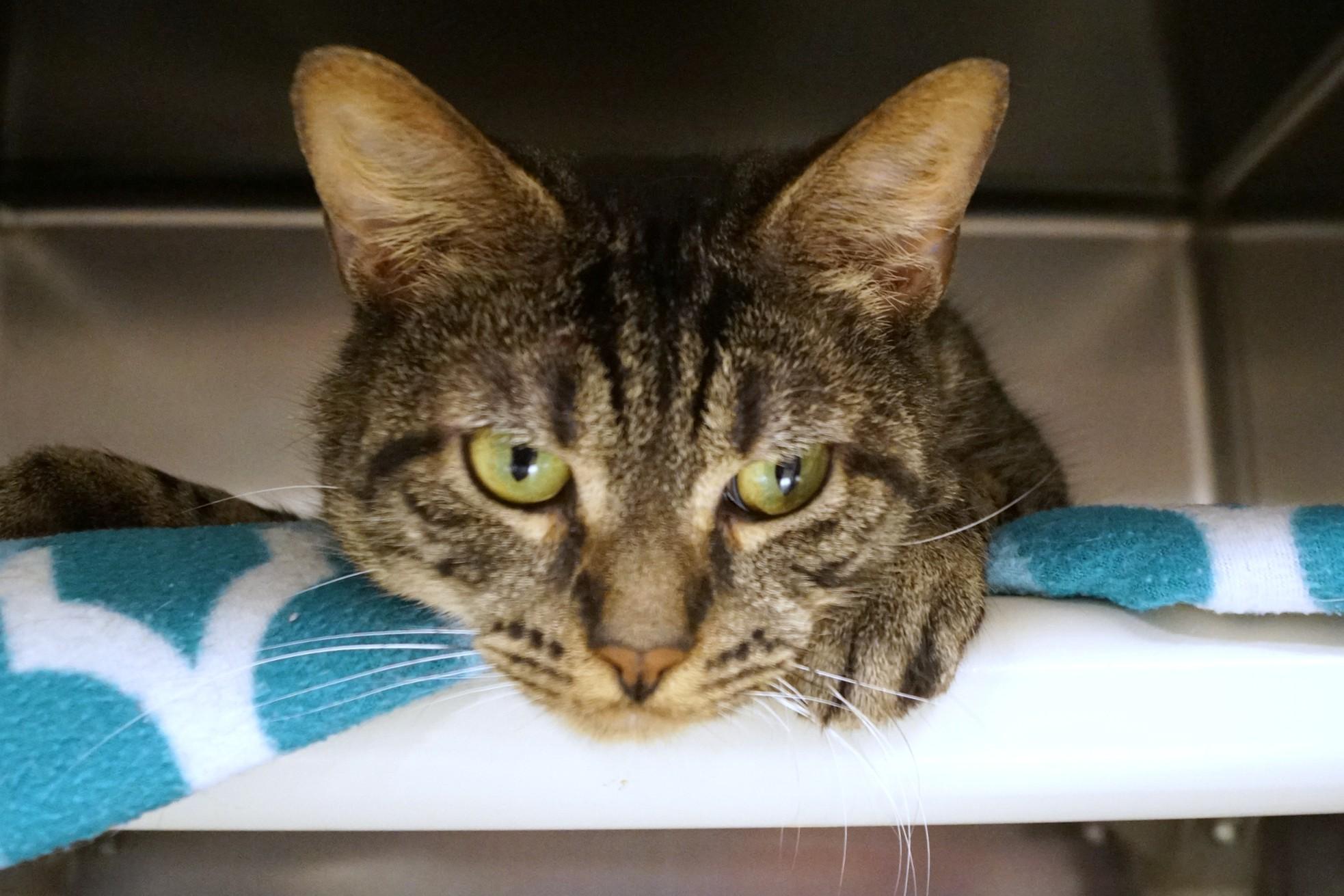 Enlarge Poncho, a Adoptable Tabby in New Milford, CT image 6/6