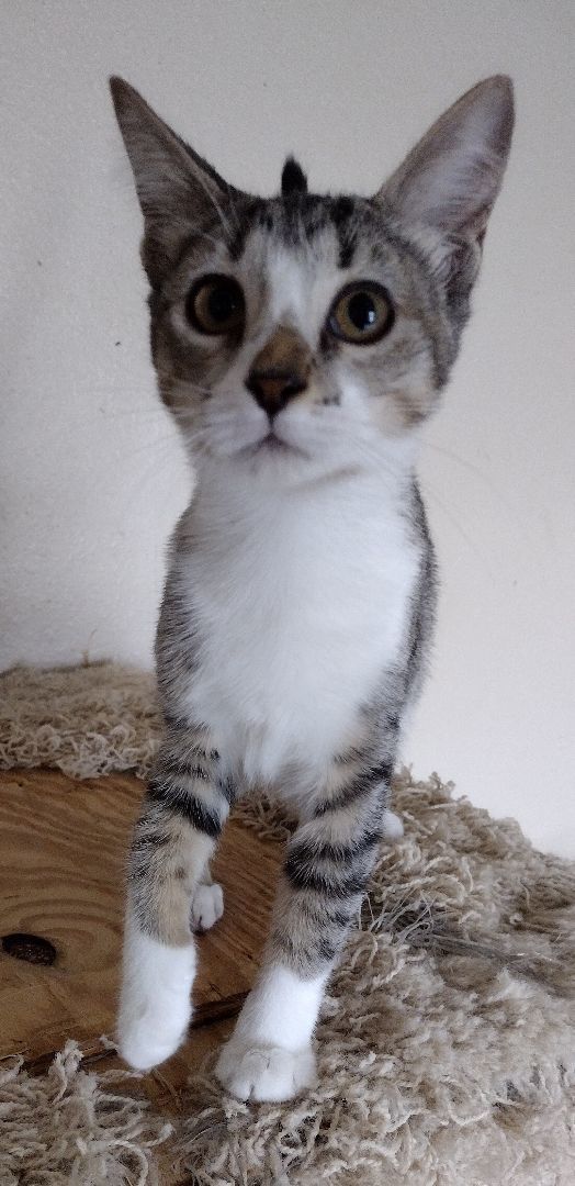 Enlarge Hazel, a Adopted mixed breed in Mineola, TX image 1/1