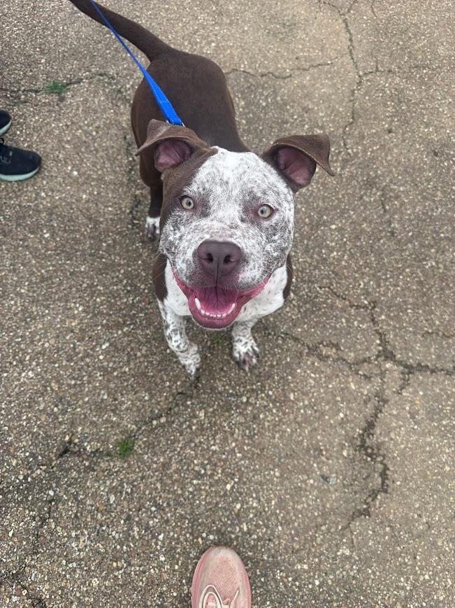 Enlarge Ole Man, a ADOPTABLE mixed breed in Jackson, MS image 3/6