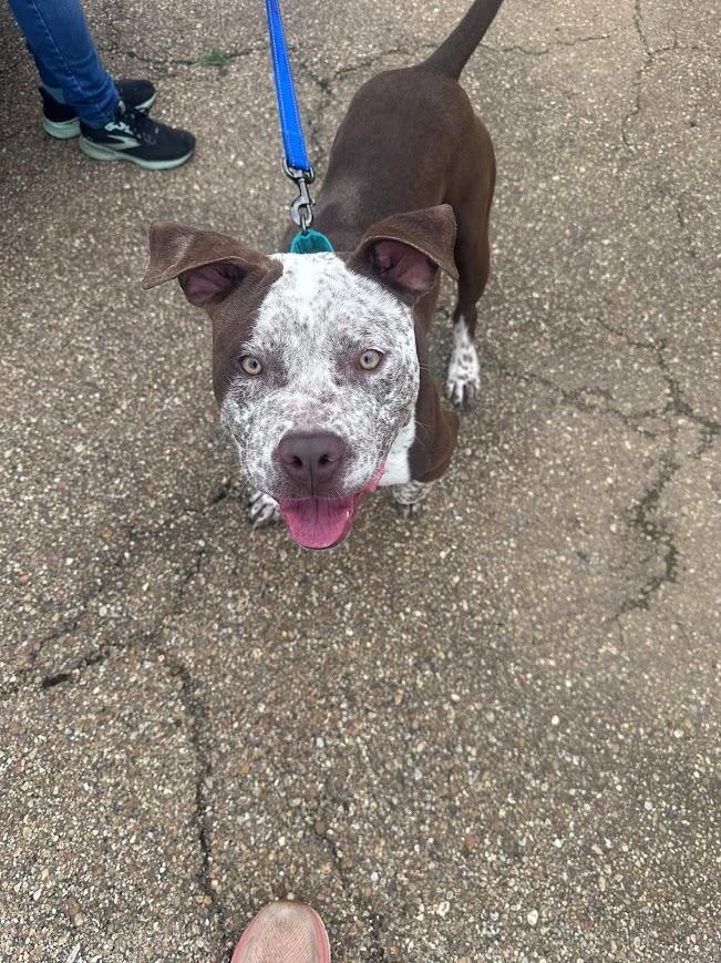 Enlarge Ole Man, a ADOPTABLE mixed breed in Jackson, MS image 5/6