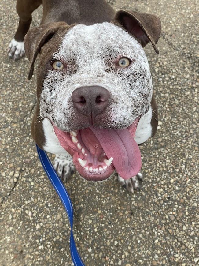 Ole Man, ADOPTABLE, Young Male American Bully.