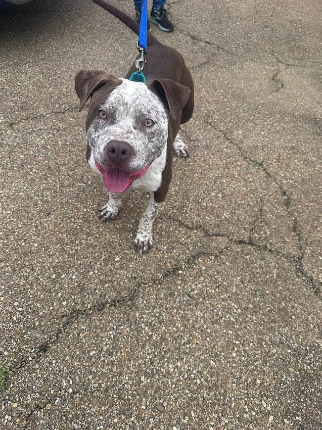 Enlarge Ole Man, a ADOPTABLE mixed breed in Jackson, MS image 4/6
