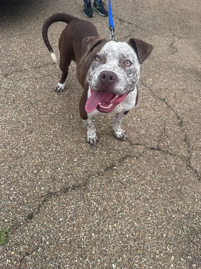 Enlarge Ole Man, a ADOPTABLE mixed breed in Jackson, MS image 6/6