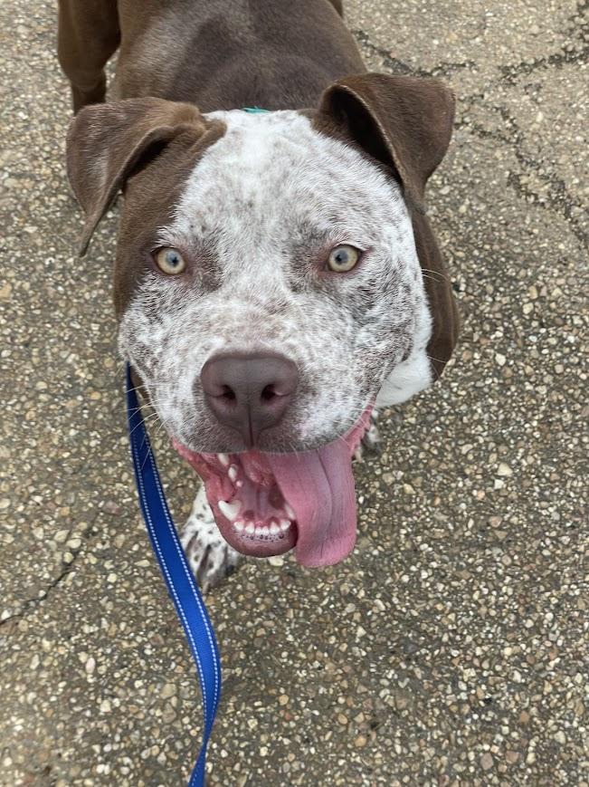 Enlarge Ole Man, a ADOPTABLE mixed breed in Jackson, MS image 2/6