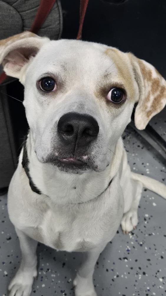 Matthew, Adoptable, Adult Male Pit Bull Terrier & Hound.