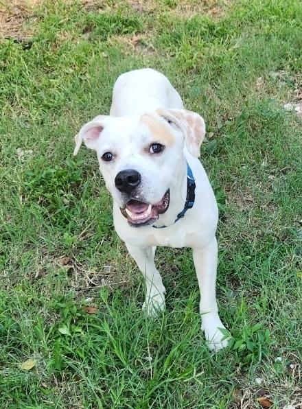 Matthew, a Adoptable mixed breed in Orlando, FL image 2/5