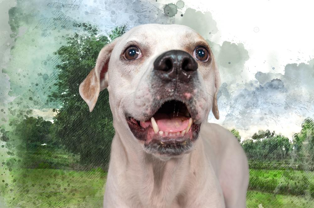 Matthew, a Adoptable mixed breed in Orlando, FL image 3/5