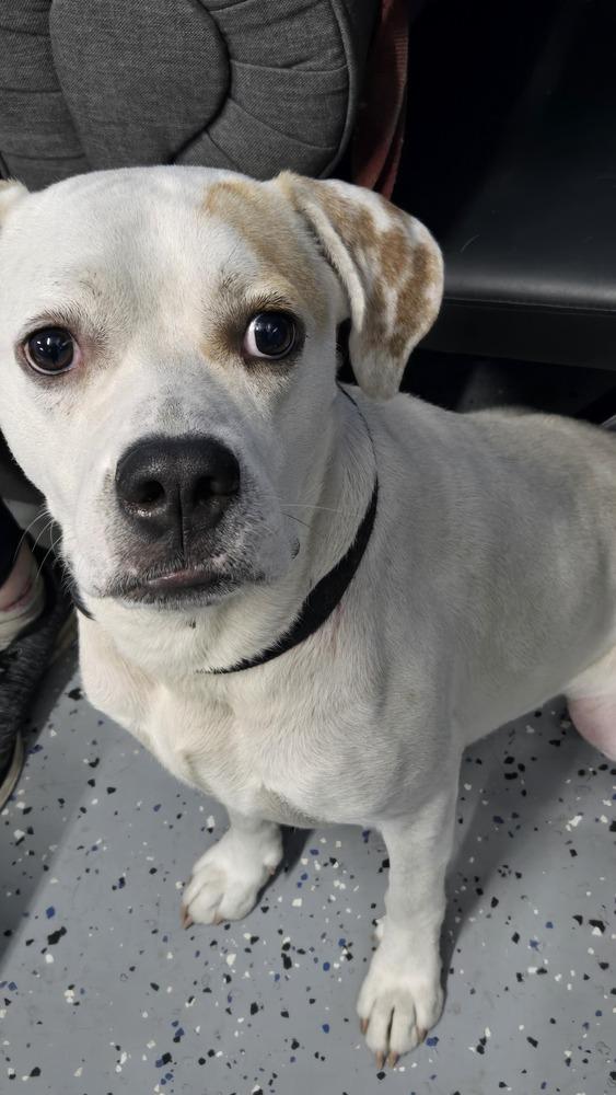 Matthew, a Adoptable mixed breed in Orlando, FL image 4/5