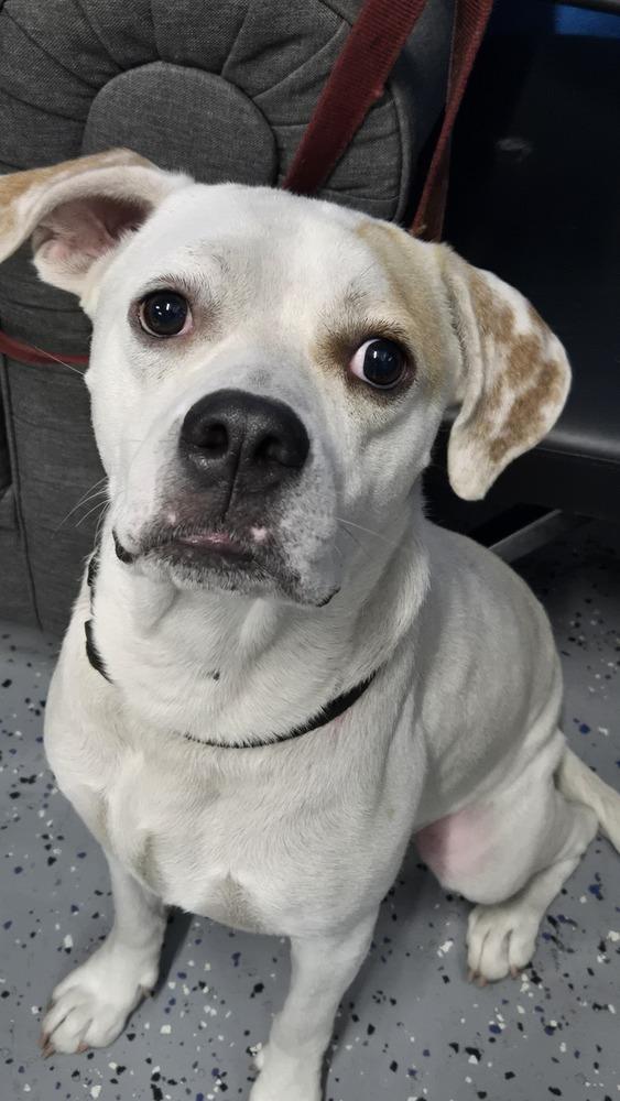 Matthew, a Adoptable mixed breed in Orlando, FL image 5/5