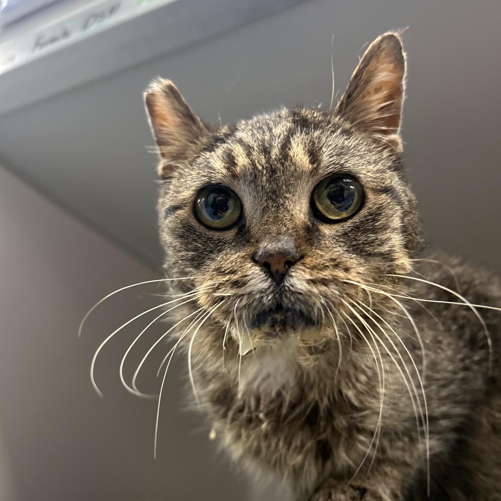 Gladys, Adoptable, Senior Female Domestic Short Hair.