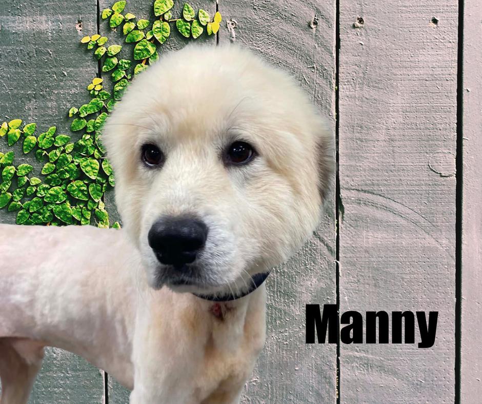 Enlarge Manny, a Adoptable Great Pyrenees in Marshville, NC image 2/3
