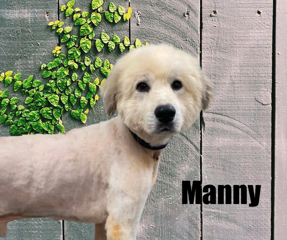 Enlarge Manny, a Adoptable Great Pyrenees in Marshville, NC image 1/3