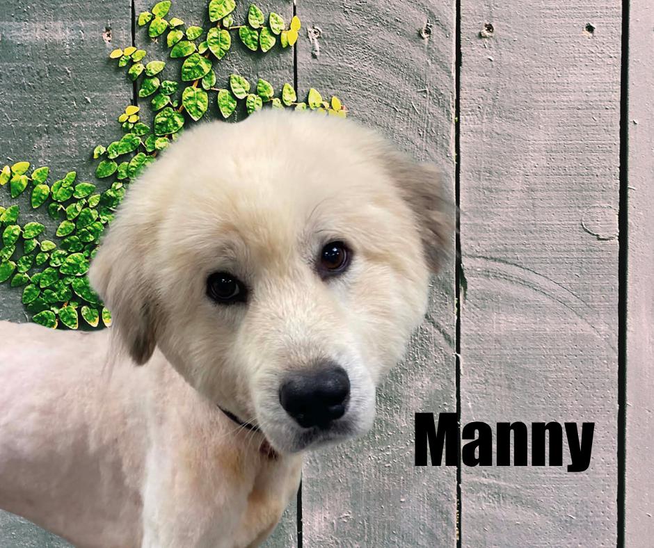 Enlarge Manny, a Adoptable Great Pyrenees in Marshville, NC image 3/3