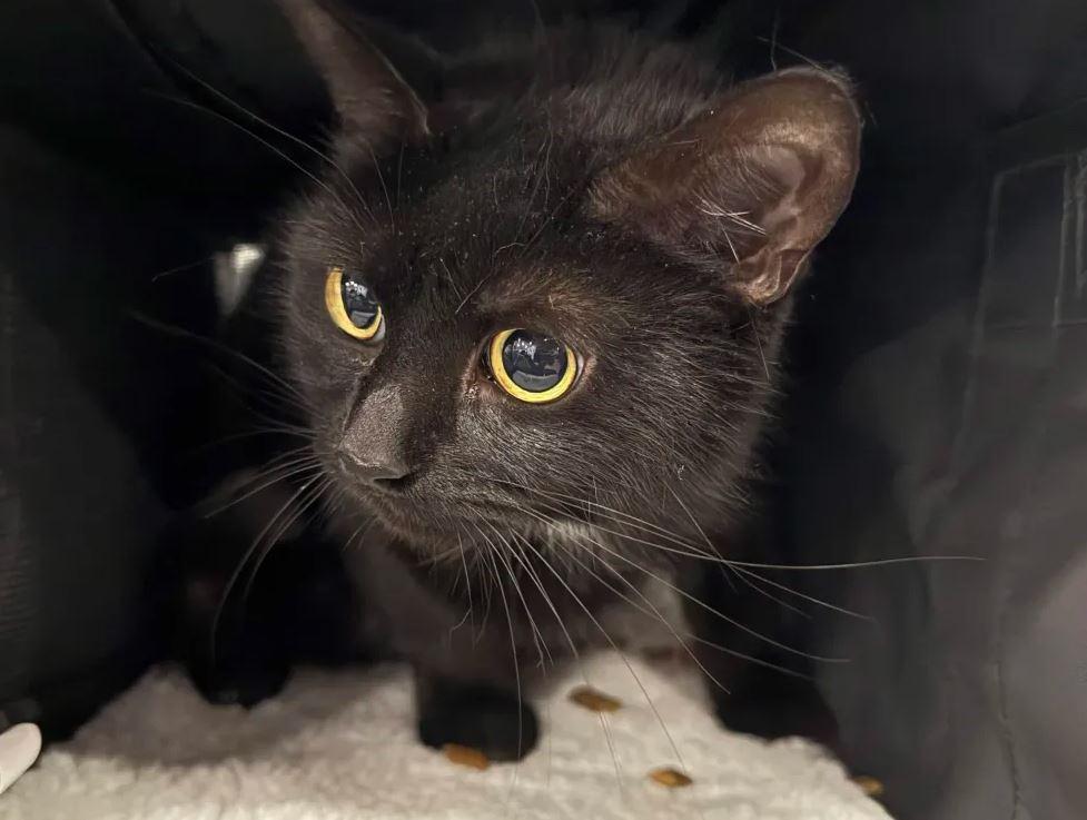 Salem, Adoptable, Adult Female Bombay.