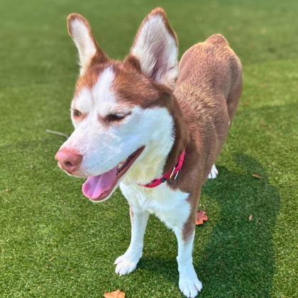 Enlarge Gal  Fieri, a Adoptable mixed breed in Gastonia, NC image 1/3