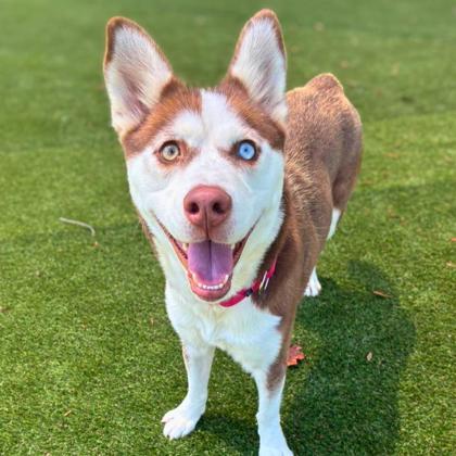 Enlarge Gal  Fieri, a Adoptable mixed breed in Gastonia, NC image 2/3