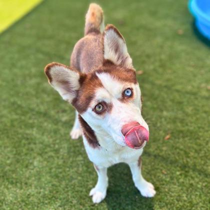 Enlarge Gal  Fieri, a Adoptable mixed breed in Gastonia, NC image 3/3