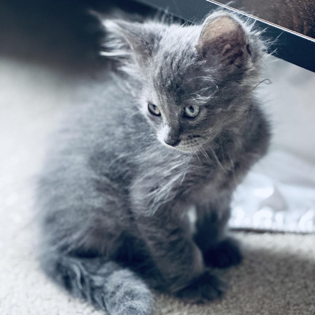 Sunday, Adoptable, Young Female Domestic Short Hair.