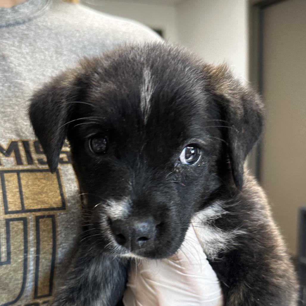 Enlarge Delilah, a Adoptable Retriever in Cleveland, MS image 1/6