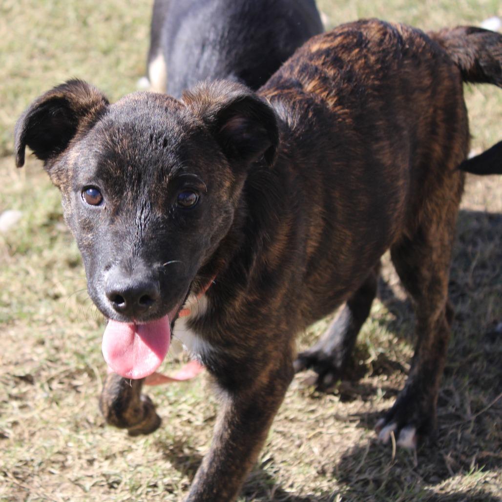 Enlarge Delilah, a Adoptable Retriever in Cleveland, MS image 3/6