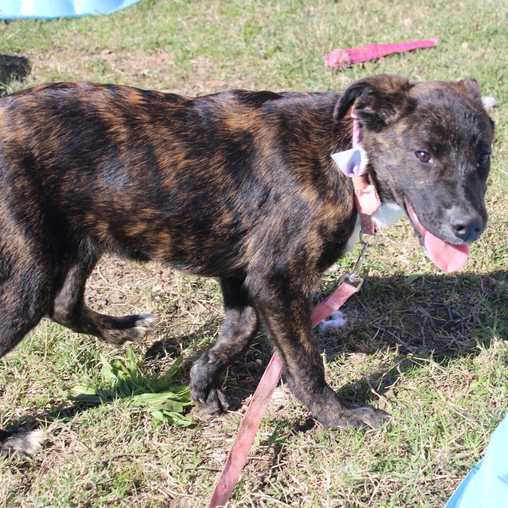Enlarge Delilah, a Adoptable Retriever in Cleveland, MS image 5/6