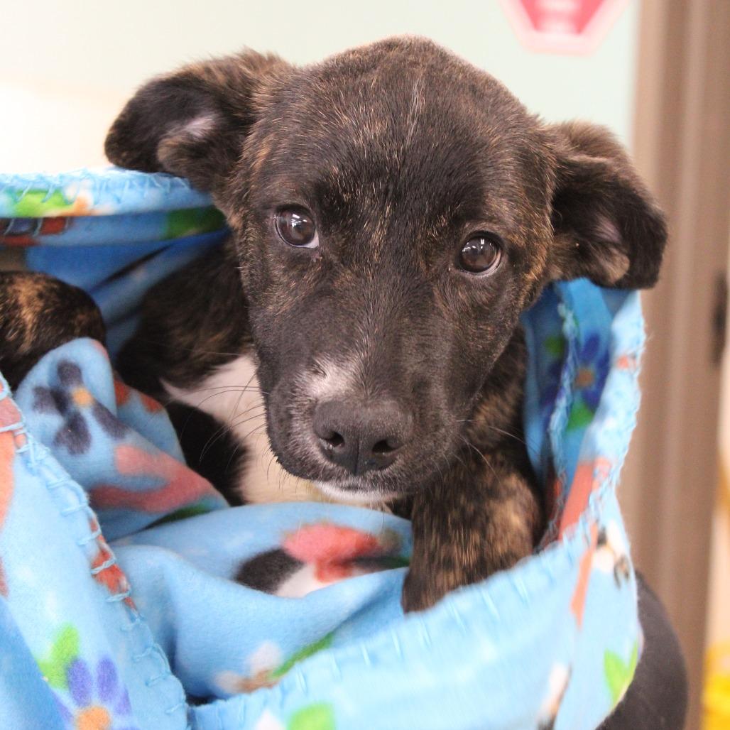 Enlarge Delilah, a Adoptable Retriever in Cleveland, MS image 6/6