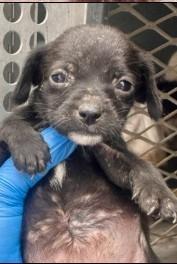 Brienna, Adoptable, Puppy Female Terrier.